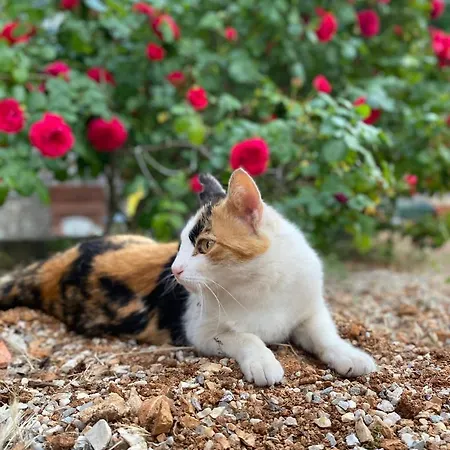 Lejlighed Rosa